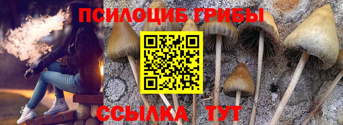 Красноармейск  Псилоцибиновые грибы Cubensis  Вход с VPN 